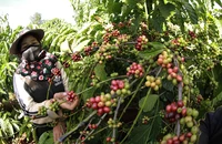 Vì sao thị trường mua bán qua Sở Giao dịch hàng hóa chưa phát triển?