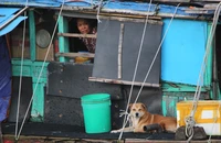 Dù sống trên thuyền nhưng ngư dân cũng có một chú chó làm bạn, bảo vệ gia đình. Ảnh: MINH TRƯỜNG.