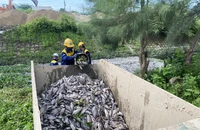 Cá chết hàng loạt sau mưa lớn ở Đà Nẵng