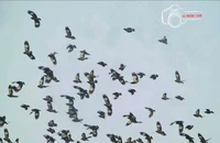 Hàng trăm con chim sáo nâu bay rợp trời bán đảo Sơn Trà