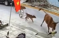 Đà Nẵng: 1 cháu bé bị bò húc ngã ngay trước cổng nhà