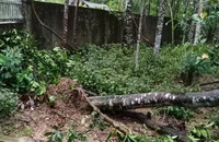 Hà Tĩnh: Hàng chục ngàn cây trầm hương gãy đổ, bật gốc sau bão số 5