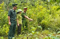Thấy rùa bò vào nhà, người đàn ông nhanh trí đăng lên mạng để hỏi