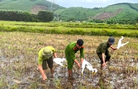 Lợi dụng mưa bão, đặt bẫy săn bắt chim trời