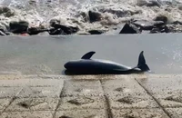 Xác cá voi trôi dạt vào bờ kè biển Quảng Trị