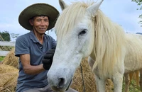 Chuyện về chú ngựa trắng 8 tuổi phục vụ du lịch giữa sông núi Phong Nha 