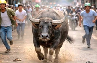 Trâu đực lao ra đường húc nhiều người bị thương