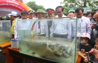 Du khách nườm nượp đến Phong Nha – Kẻ Bàng ngắm ‘hoa hậu cá’