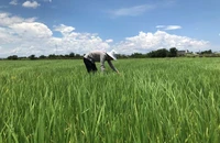Nông dân đã chạm ngưỡng chịu đựng vì giá phân bón tăng cao 