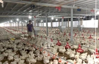 Khủng hoảng gà trong nước, Malaysia cấm bán gà cho người nước ngoài