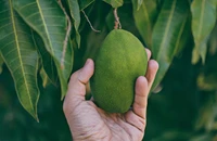 Ăn xoài xanh có tốt hơn xoài chín hay không?