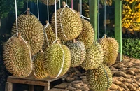 Ăn sầu riêng mỗi ngày, chuyện gì xảy ra?