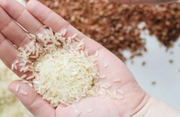 Chịu sức ép lớn, giá gạo có thể tiếp tục tăng