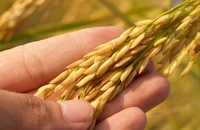 Gạo Việt chuẩn bị hưởng lợi vì lý do này 