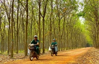 Tập đoàn Công nghiệp Cao su Việt Nam nói gì về việc khởi tố vụ án dự án khu đất Bến Vân Đồn?