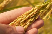 Để giảm phát thải trong hệ thống lương thực thực phẩm