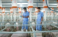 Ông lớn trong ngành chăn nuôi heo nói gì về thuế nhập khẩu Mỹ?