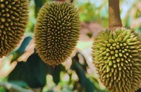 Bầu Đức hái quả ngọt nhờ kiên trì chăn nuôi heo, trồng sầu riêng
