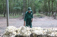 Ngành cao su có thể thắng lớn nhờ ô tô điện