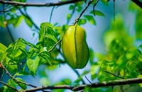 Một quả mà người Việt ít ngó tới, nhưng chuyên gia quốc tế đánh giá là siêu thực phẩm