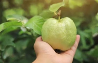 Bí quyết giảm cân bất ngờ từ loại quả quen thuộc với người Việt