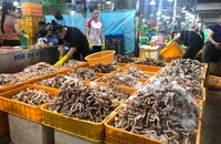Chợ đầu mối có thể mở rộng thêm dịch vụ logistics, du lịch, cung cấp thông tin thị trường… Ảnh: TÚ UYÊN