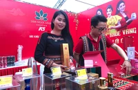 Cây sâm được trồng “xanh” trên đỉnh núi Ngọc Linh hoàn toàn bằng mùn đất tự nhiên tại núi, không sử dụng phân bón.