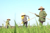 Mùng 4 tết nhiều nông dân ra đồng vì chọn ngày đẹp