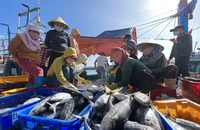 Trang thiết bị thô sơ trên tàu giã cào của ngư dân Phạm Sai, tỉnh Quảng Ngãi.