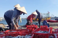 Quảng Trị giúp ngư dân nắm vững ngư trường, làm giàu từ biển