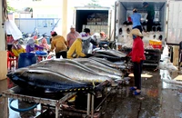Phú Yên: Chính quyền sát cánh cùng ngư dân để gỡ thẻ vàng IUU