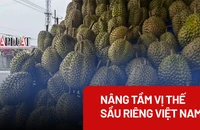 Cần ngăn chặn thu hoạch sầu riêng non 