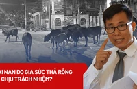 Vụ bò thả rông gây tai nạn chết người: Ai chịu trách nhiệm?
