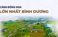 Làng hoa lớn nhất Bình Dương: Đông khách chụp ảnh, vắng khách mua