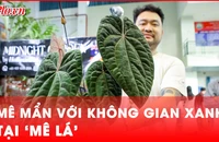 Hội chợ kiểng lá dành cho những người mê lá