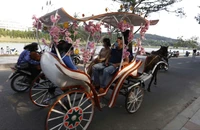 Đà Lạt gia hạn hoạt động xe ngựa chở khách quanh hồ Xuân Hương đến cuối tháng 3