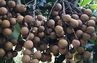 Ăn nhãn có thể giúp giảm cân?