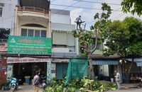 Chặt hạ cây xanh: Làm sao để người dân không phản ứng?