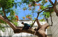 TP.HCM: Xử lý kịp thời cây xanh có nguy cơ gãy, đổ