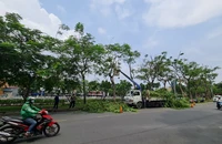 TP.HCM khó khăn trong việc bố trí vốn để phát triển cây xanh