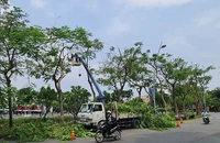 TP.HCM rà soát toàn bộ cây xanh để chống ngã đổ trong mùa mưa
