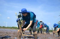 Trồng hàng ngàn cây xanh để giảm sạt lở ở Sóc Trăng