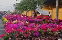 Huyện Bình Chánh mở hàng trăm gian hàng cây hoa kiểng dịp Tết Giáp Thìn 2024
