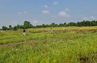 Xâm nhập mặn ở Nam bộ cao hơn trung bình nhiều năm