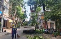 Yêu cầu cung cấp thông tin liên quan các dự án trồng, chăm sóc cây xanh trên địa bàn TP.HCM