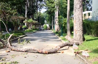 TP.HCM rà soát toàn bộ cây xanh sau sự cố ở Công viên Tao Đàn