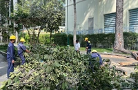 TP.HCM đề xuất dùng flycam để kiểm tra, đánh giá cây xanh