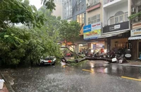 Mưa dông ở TP.HCM khiến nhiều cây xanh gãy đổ 