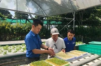 TP.HCM ứng dụng công nghệ cao trong sản xuất nông nghiệp để ứng phó với biến đổi khí hậu