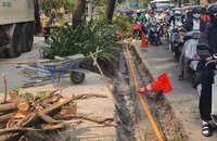 TP.HCM sẽ xử lý nghiêm chủ đầu tư thi công công trình xâm hại cây xanh